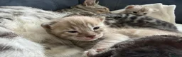 Bengal cats for sale: Bengal Kittens For Sale (6 Left) - Advert 20