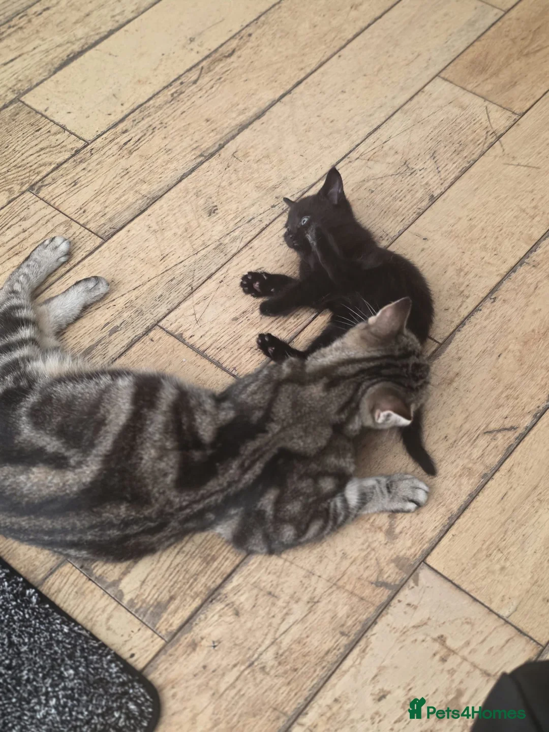 Mixed Breed cats for sale: Affectionate Black Male Kitten – 8 Weeks Old - Advert 2