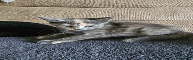 Smudge female kitten