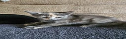 Mixed Breed cats for sale: Adorable grey kittens for sale - Advert 8