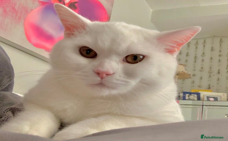 British Shorthair cats - Advert 2