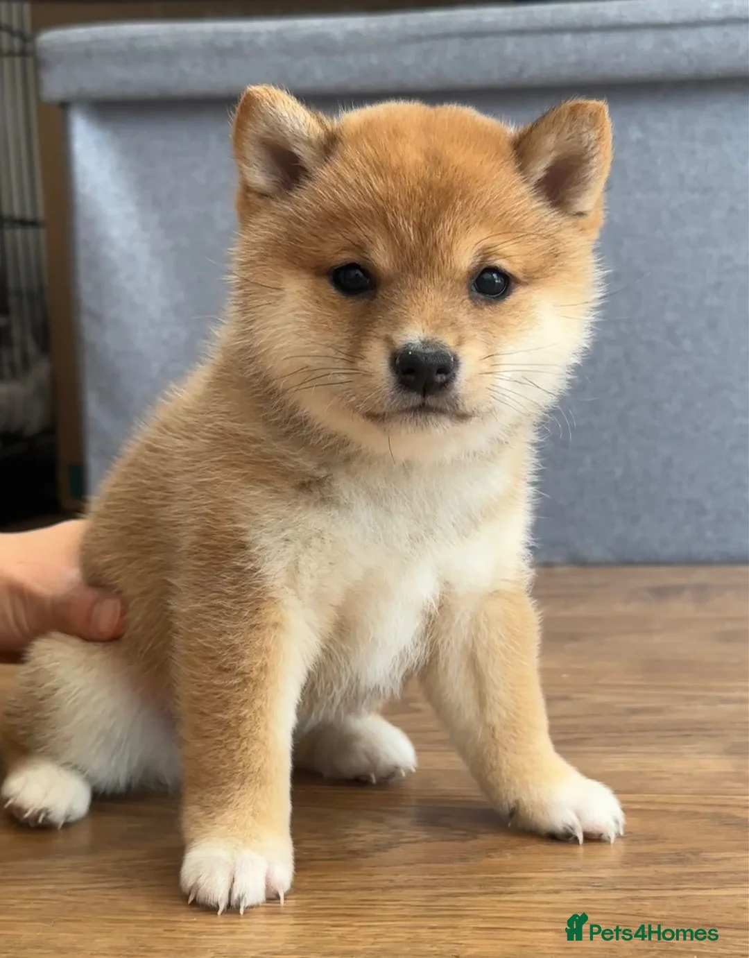 Japanese Shiba Inu dogs for sale: 👑 Japanese Championship Bloodline Mame Shiba - Advert 1