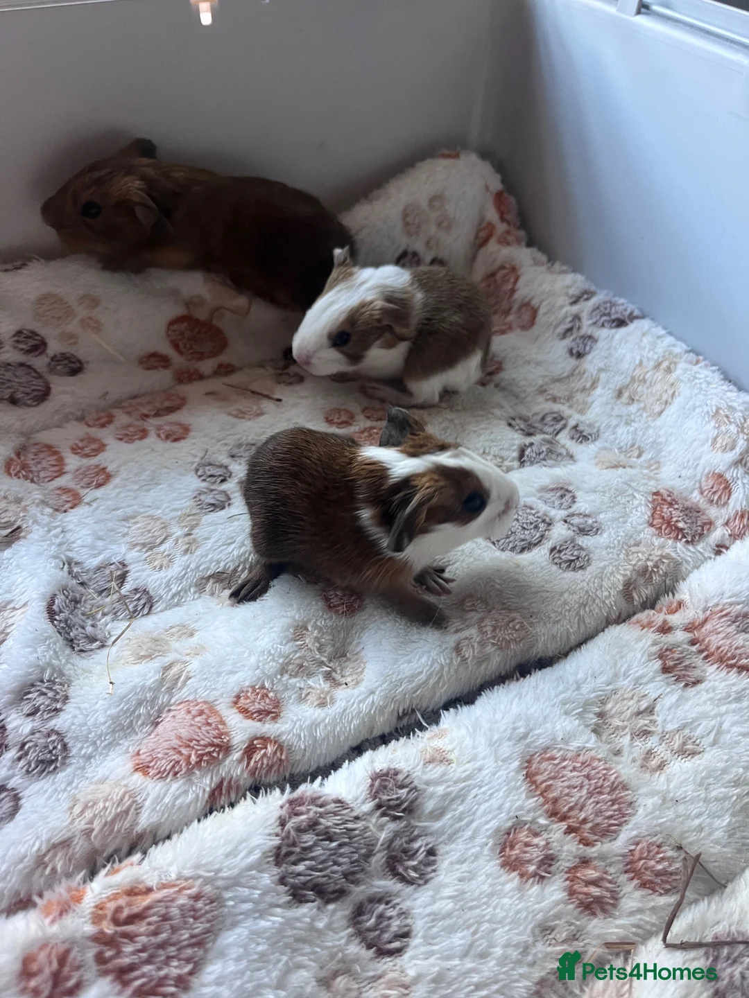 Guinea Pig rodents for sale: X3 baby boy guinea pigs - Advert 5