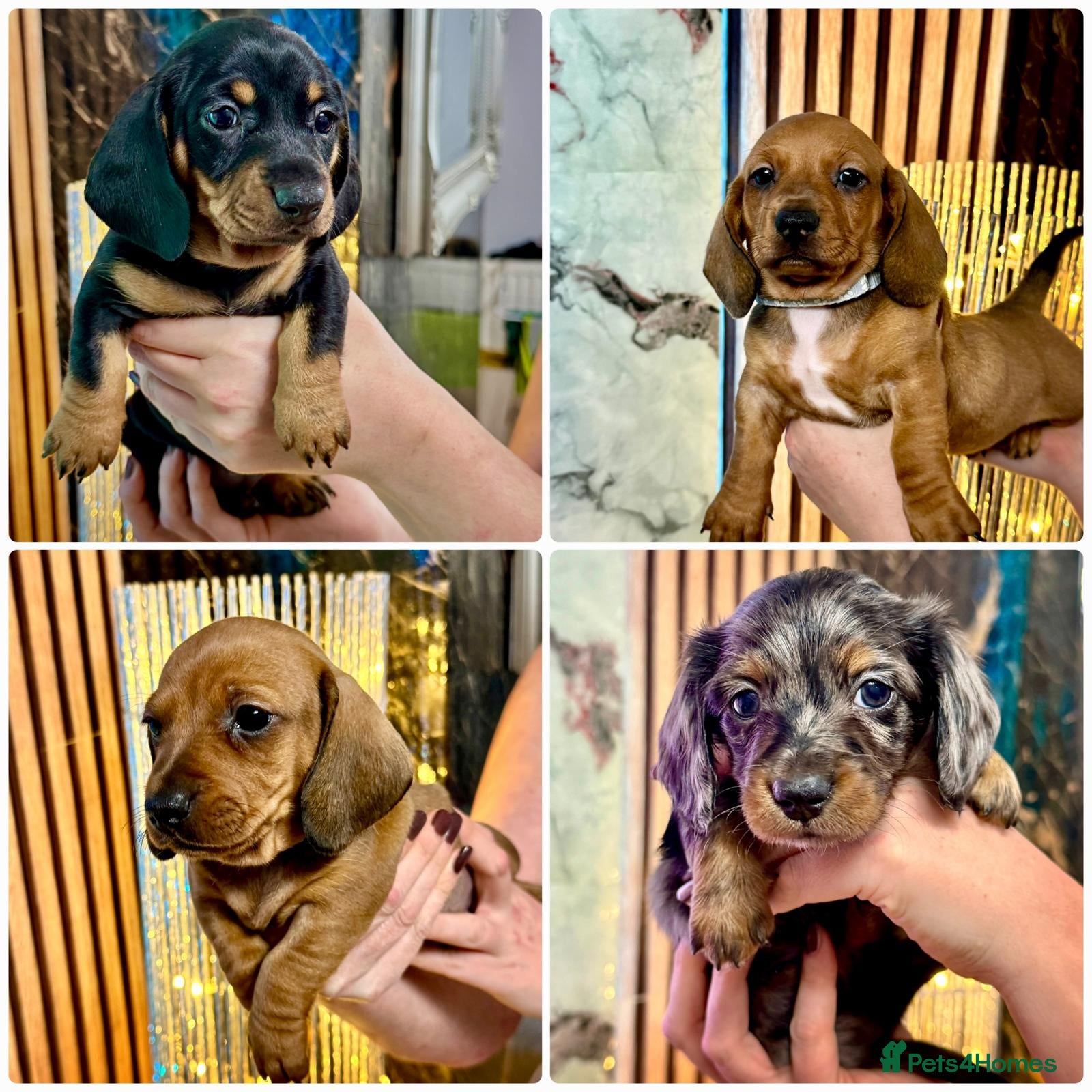 Miniature Dachshund dogs Beautiful miniature dachshund litter - Advert 1