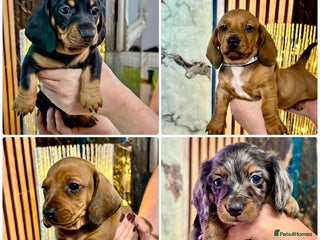 Miniature Dachshund dogs Beautiful miniature dachshund litter - Advert 1