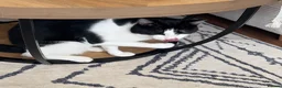 Mixed Breed cats for sale: Equipped texudo male cat - Advert 2