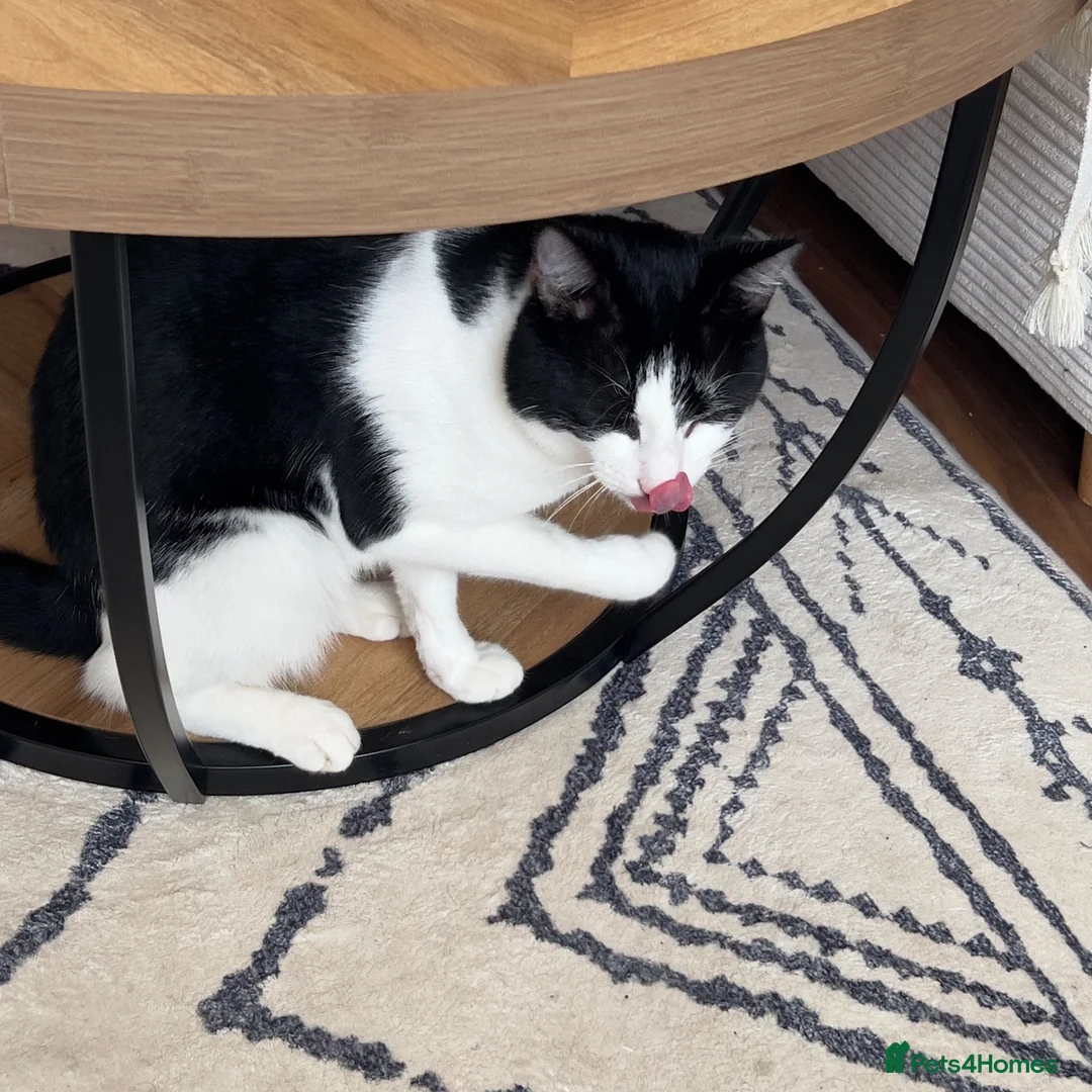 Mixed Breed cats for sale: Equipped texudo male cat - Advert 2