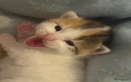 Mixed Breed cats for sale: 5 female kittens for sale  - Image 12