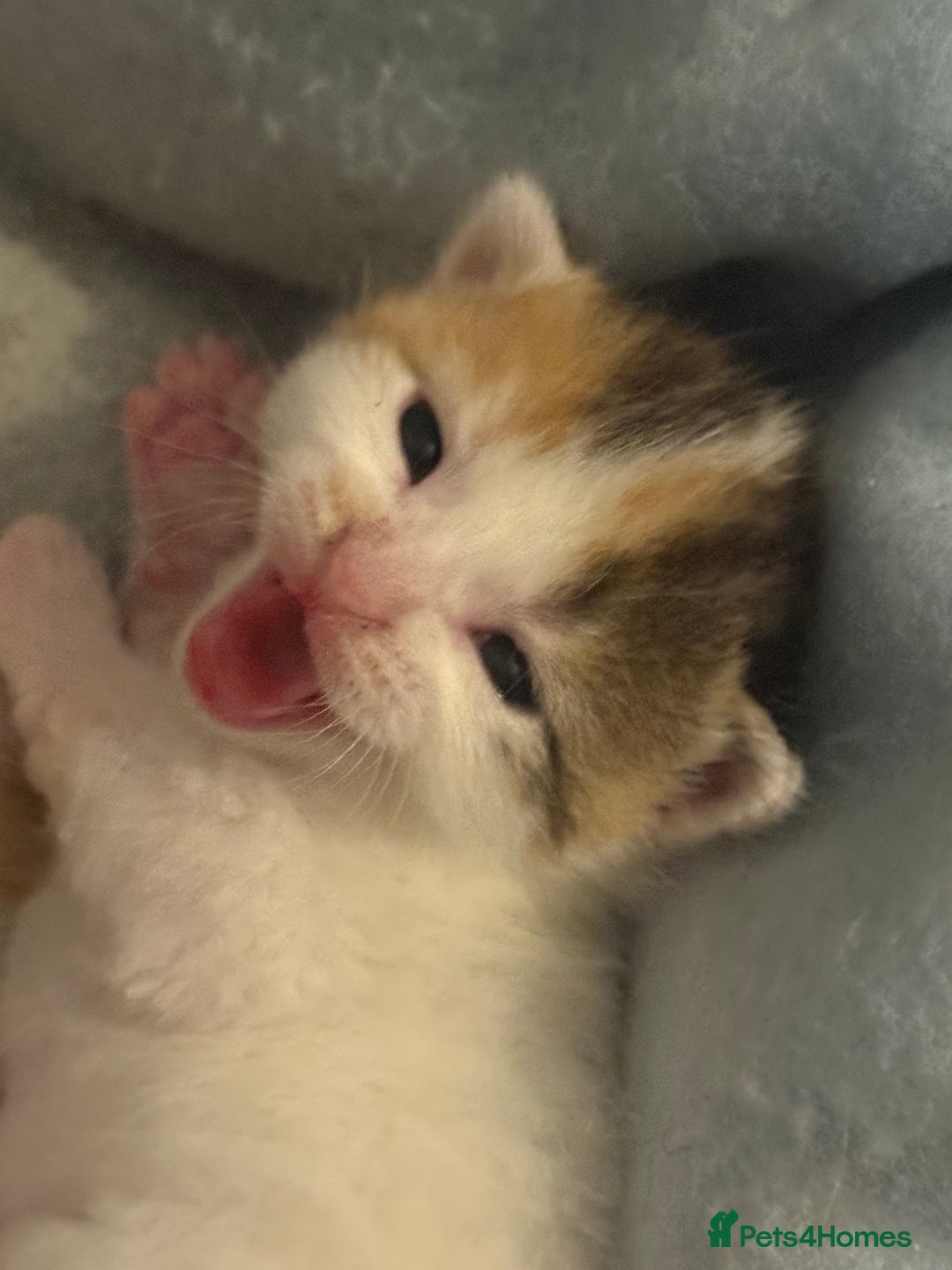 Mixed Breed cats for sale: 5 female kittens for sale  - Image 12