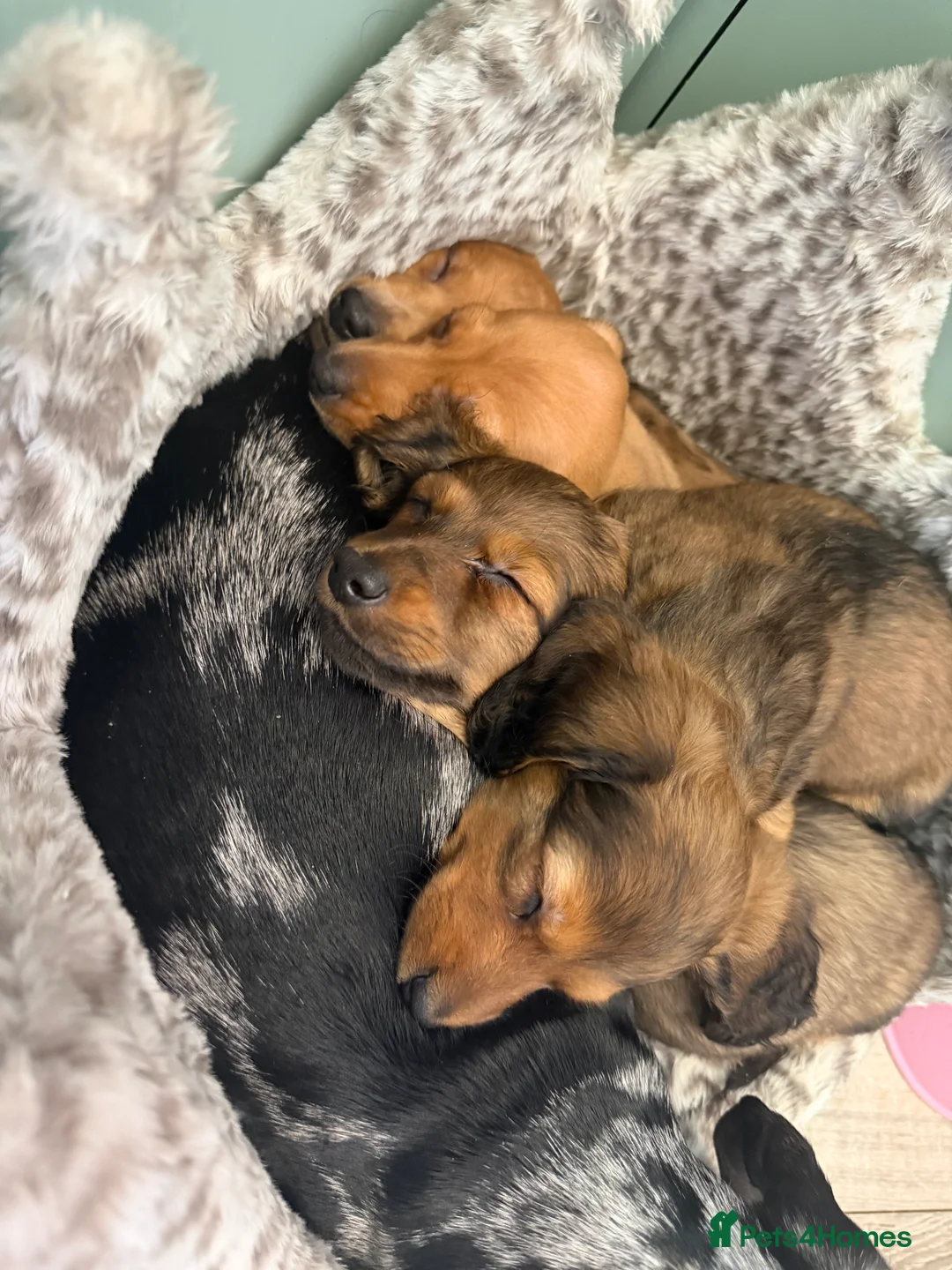 Dachshund dogs for sale: Dachshund puppies  in Sandbach - Advert 32