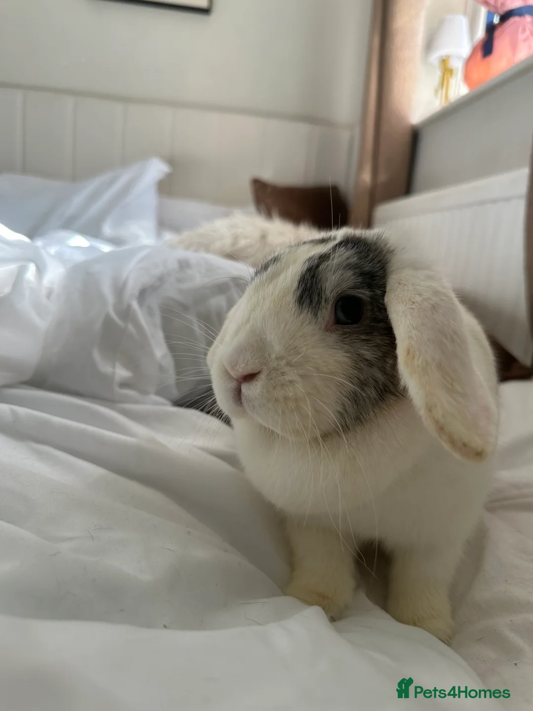 British Giant rabbits for sale: 2 female rabbits  - Advert 2