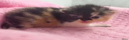 Exotic cats for sale: 3 beautiful quality exotic kittens - Advert 1
