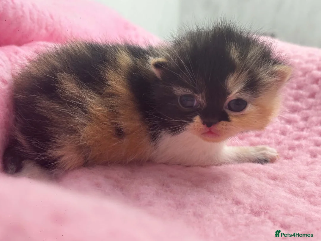 Exotic cats for sale: 3 beautiful quality exotic kittens - Advert 1