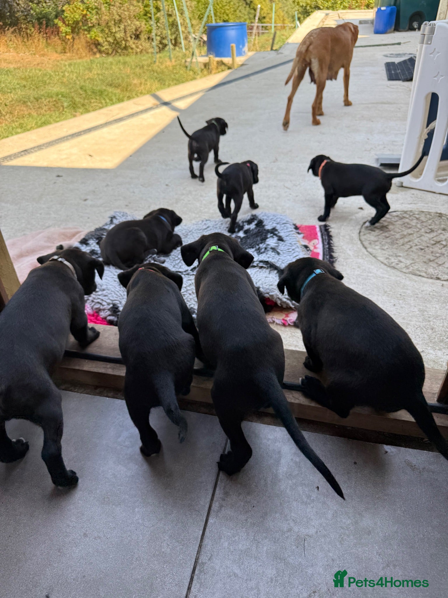 Mixed Breed dogs Adorable Labrador xxx puppies  - Advert 2