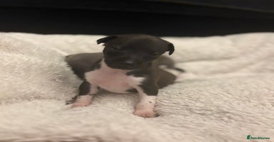 Italian Greyhound dogs - Advert 4