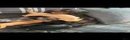 Miniature Dachshund dogs for sale: Miniature daschund puppies KC registered  - Advert 8