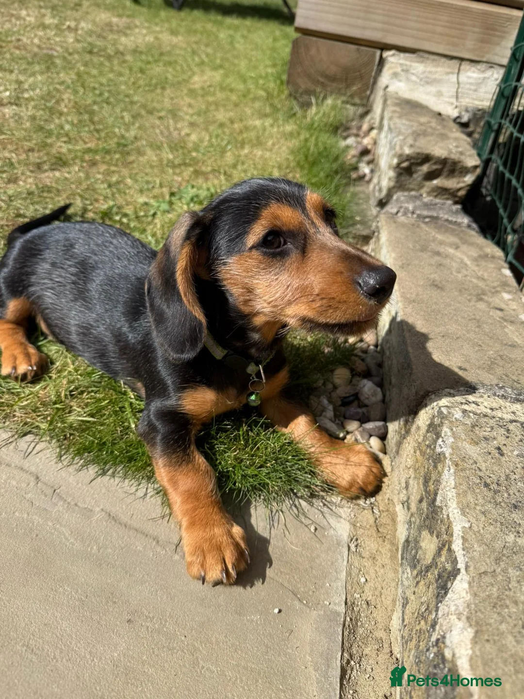 Miniature Dachshund dogs for sale: Wirehair miniature dachshunds and smooth - Advert 5