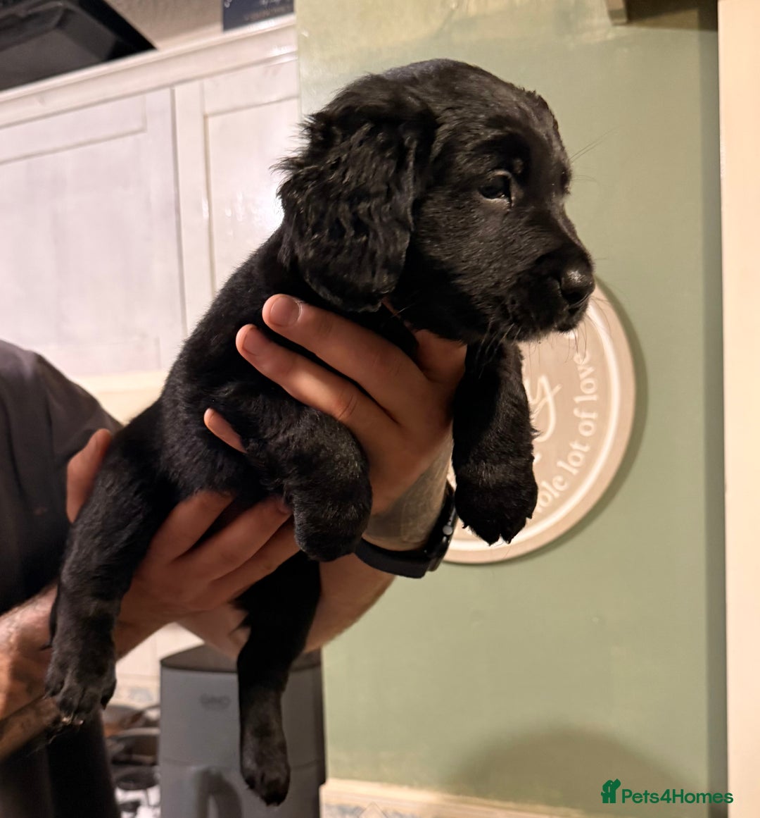 Mixed Breed dogs for sale: Border collie x cocker spaniel  - Advert 3