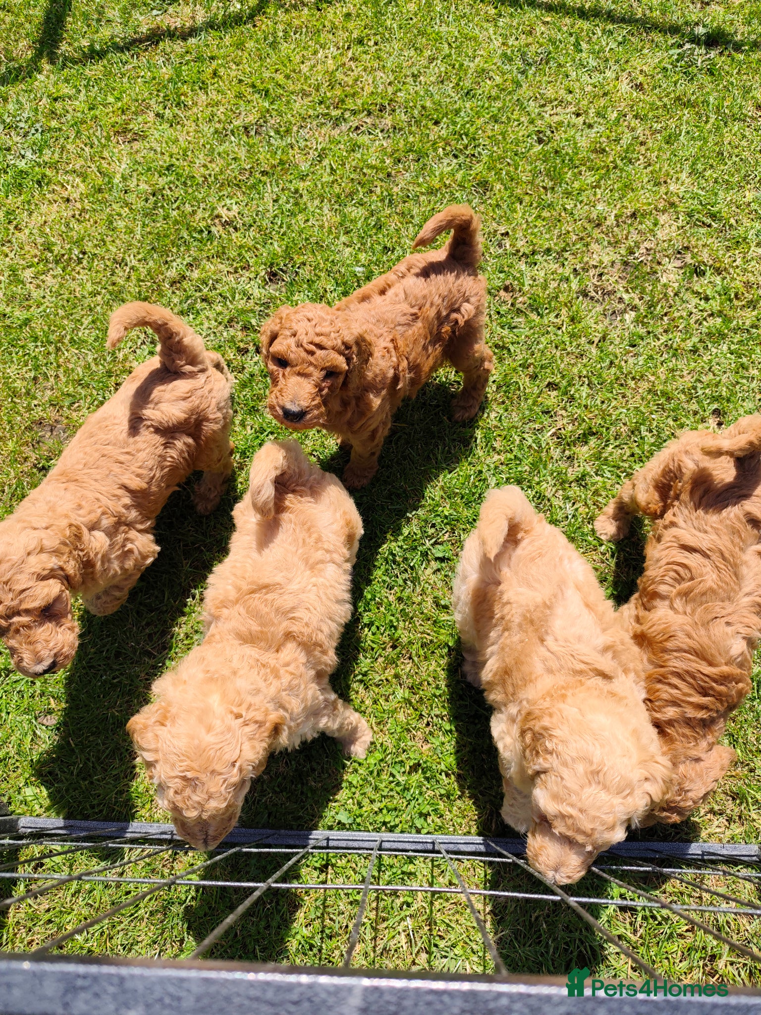 Labradoodle dogs 🐾 Beautiful Red Labradoodle Puppies – 5 Boys  🐾 - Advert 1