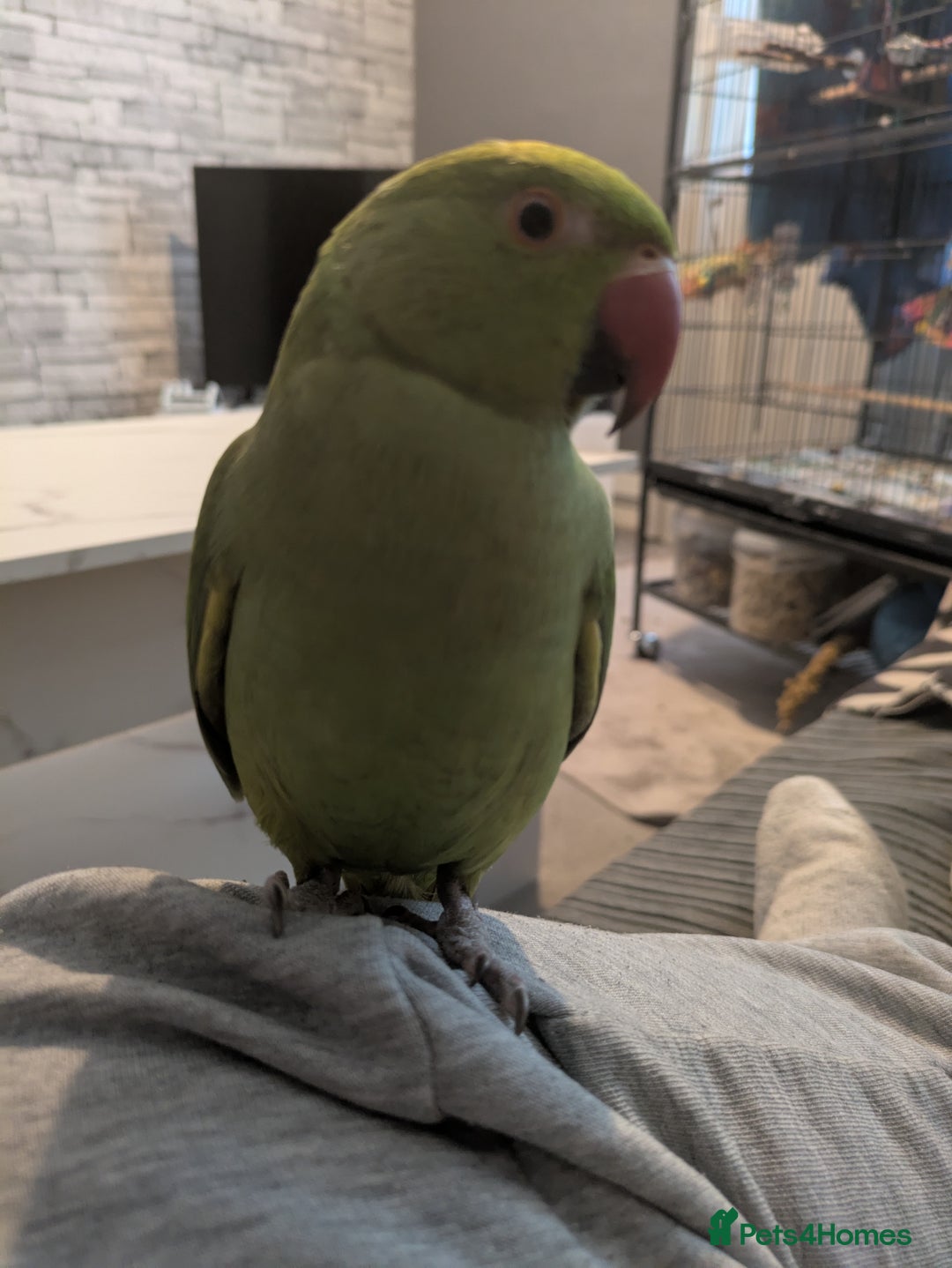 Ringnecks birds for sale: Indian ringneck - Image 6