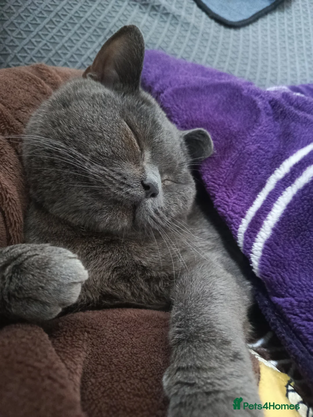 British Shorthair cats for sale: Pure British shorthair female - Advert 1