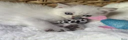 Scottish Fold cats for sale: British short hairs (Scottish straight) ready  - Advert 27