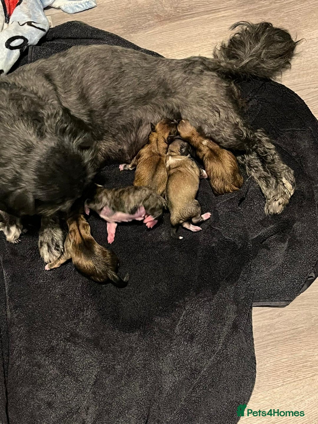 Lhasa Apso dogs for stud: KC registered experienced Champagne boy for stud in Chelmsford - Advert 11