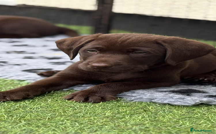 Labrador Retriever dogs - Advert 14