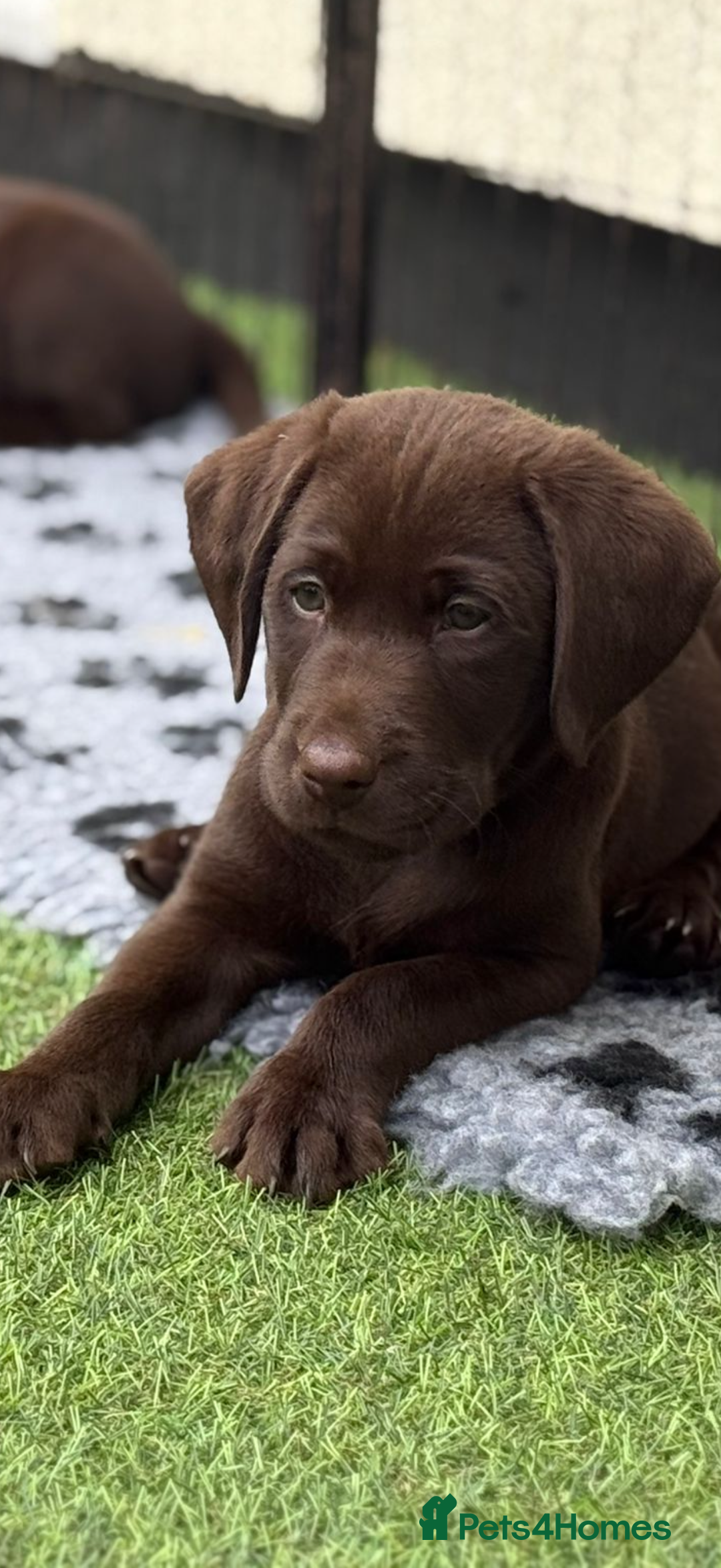 Labrador Retriever dogs for sale: Ready to leave KC Chocolate Labrador Puppies - Image 1