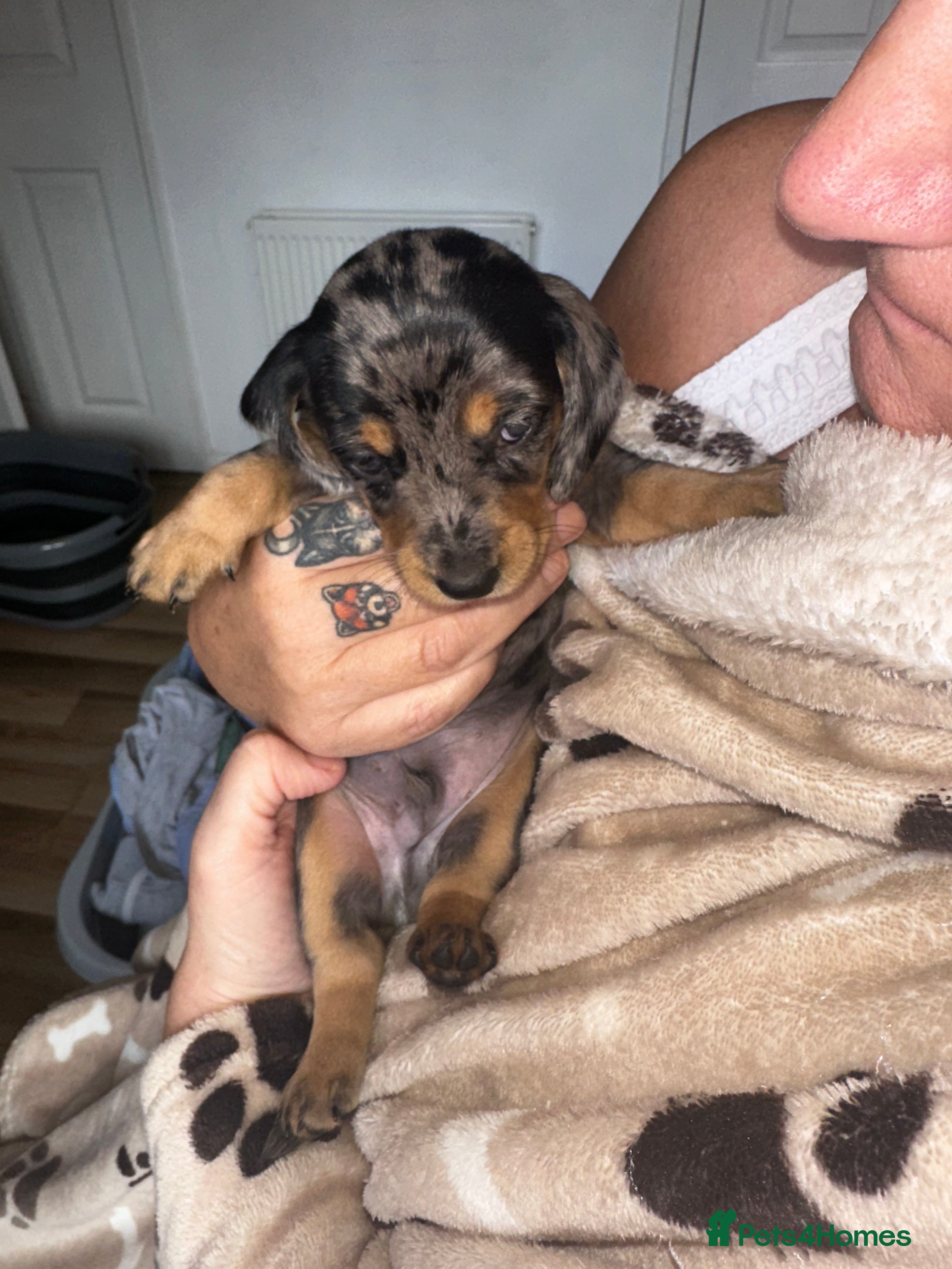 Miniature Dachshund dogs 2x male Dapple Dachshund Pups ❤️ - Advert 12
