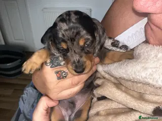 Miniature Dachshund dogs 2x male Dapple Dachshund Pups ❤️ - Advert 15