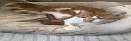 Domestic Shorthair cats for sale: 8 mo MALE domestic ginger/white kitten in London - Advert 7