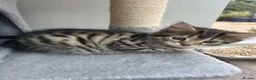 Mixed Breed cats for sale: Mixed breed kittens  - Advert 32