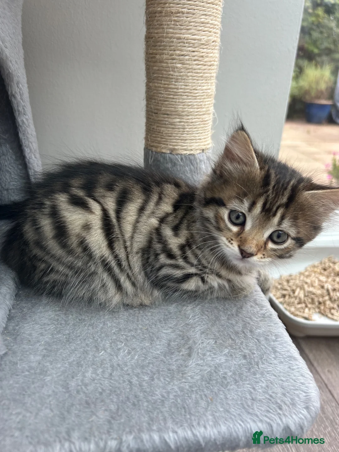 Mixed Breed cats for sale: Mixed breed kittens  - Advert 32
