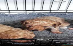 Cavapoo dogs for sale: Gorgeous little Caverpoo babies - Image 9