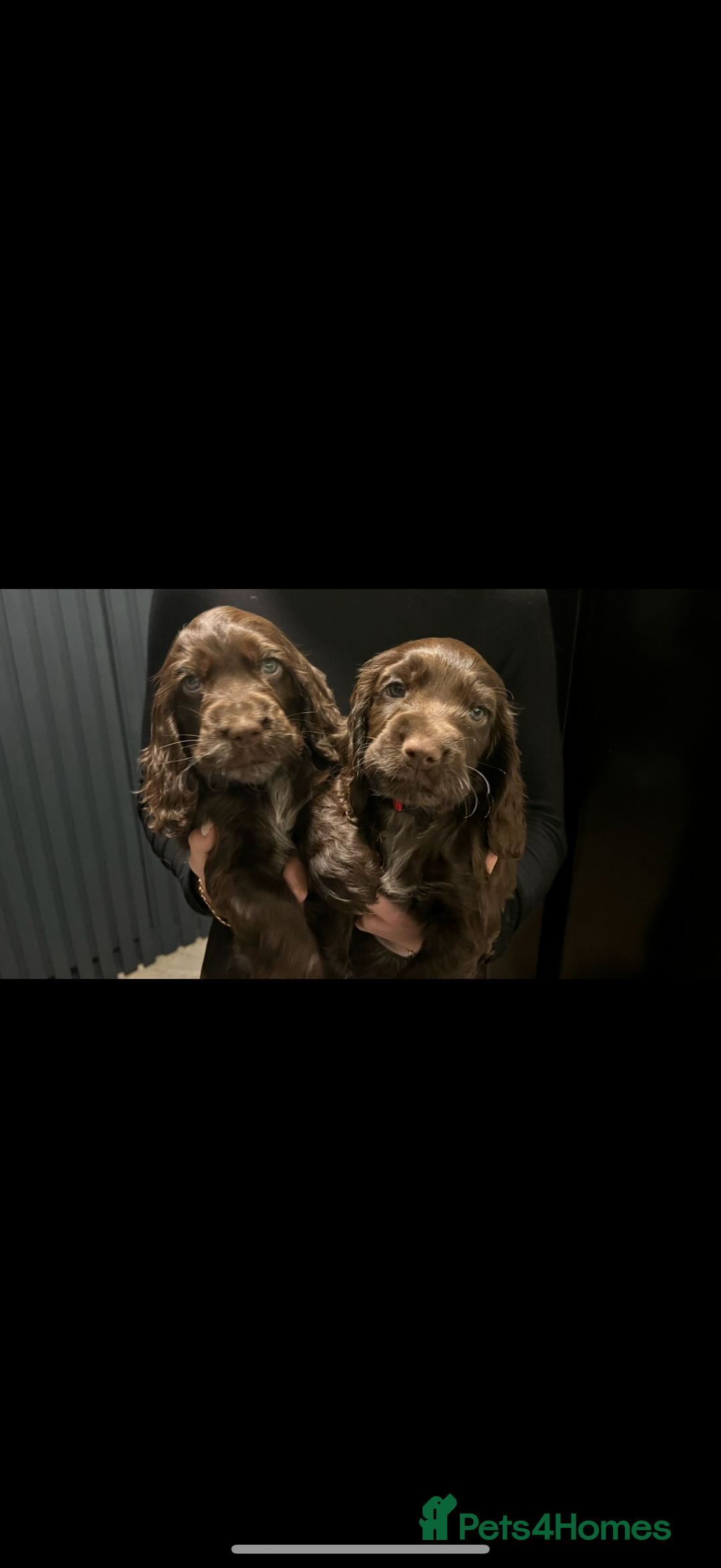 Cocker Spaniel dogs for sale: Gorgeous Show Type Cocker Spaniel Puppies  - Advert 9