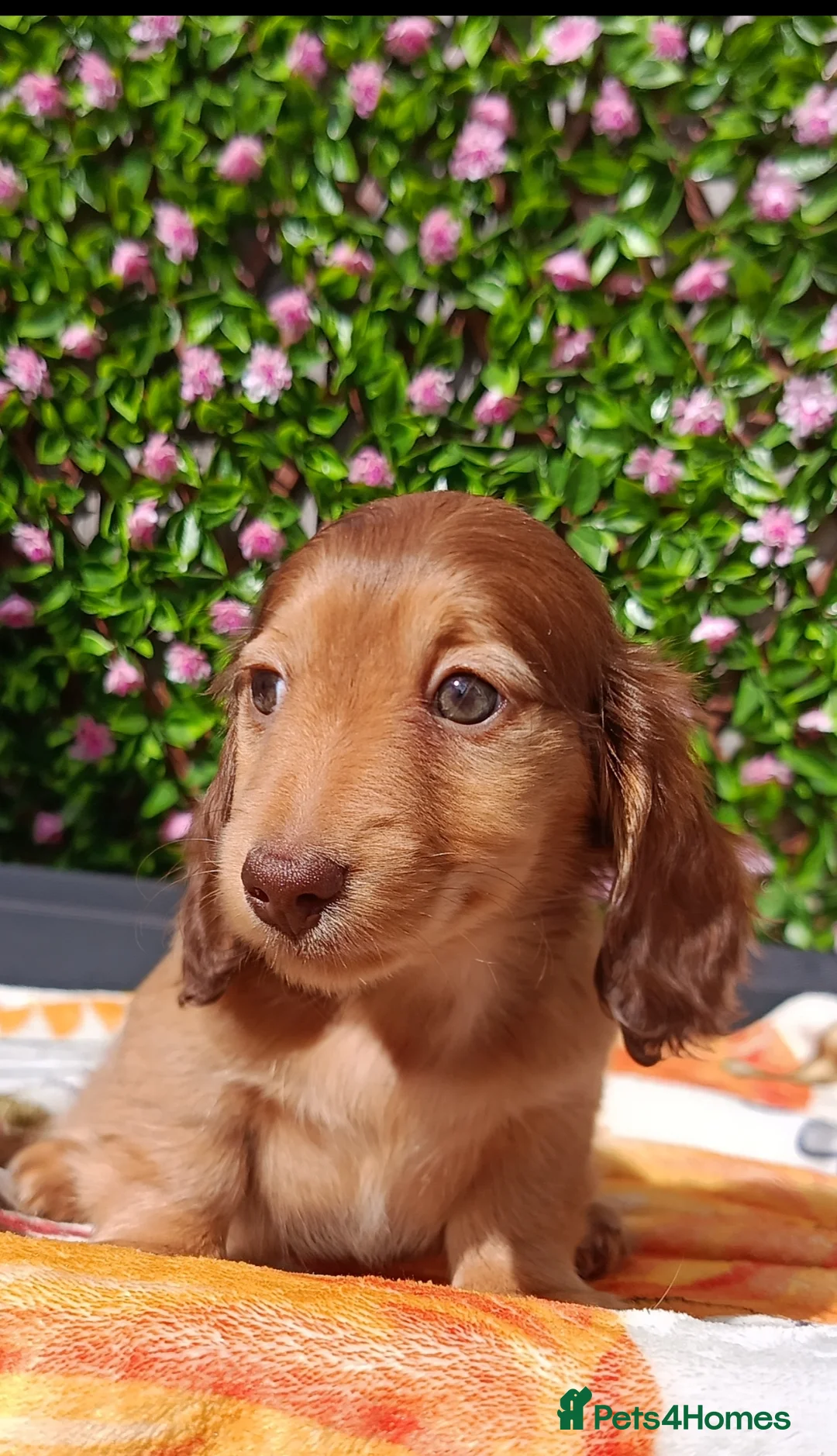 Miniature Dachshund dogs for sale: READY NOW LH SHADED CREAM MINI KC REG PRA CLEAR - Advert 1
