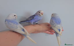 Budgerigars birds for sale: Hand reared silly tame baby budgies  - Image 31