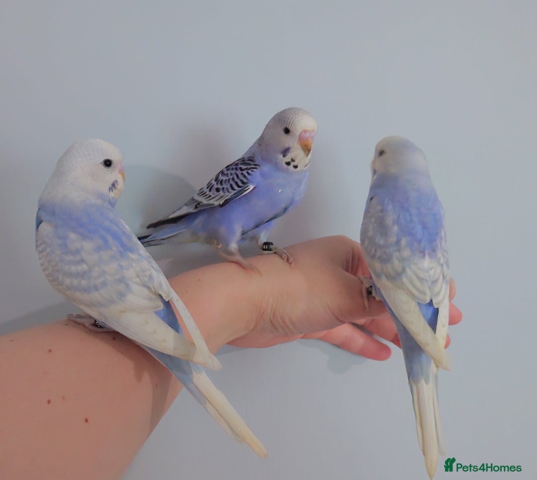 Budgerigars birds for sale: Hand reared silly tame baby budgies  - Image 31