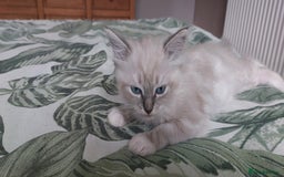 Ragdoll cats for sale: Ragdolls ready for forever homes 😻 2 males left  in Biggar - Image 11