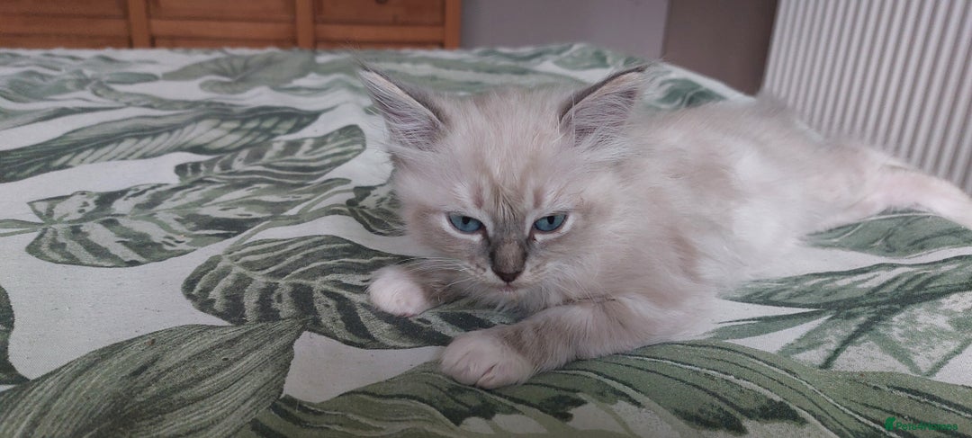 Ragdoll cats for sale: Ragdolls ready for forever homes 😻 2 males left  in Biggar - Image 11