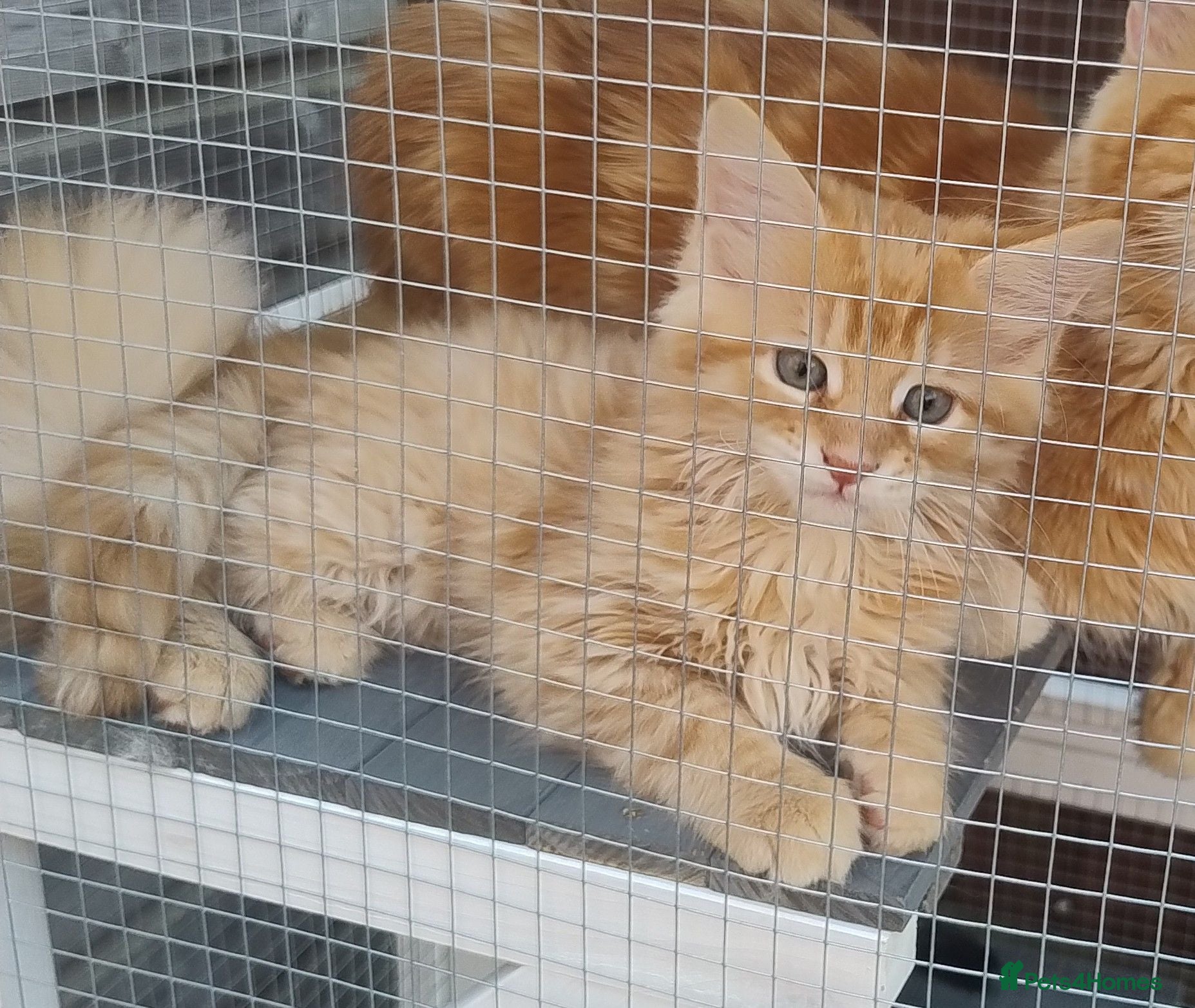 Maine Coon cats 4 Affectionate Maine Coon Kittens Ginger Female - Advert 13