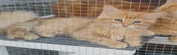 Maine Coon cats for sale: 4 Beautiful Full Maine Coon Kittens Ginger Girl - Advert 31