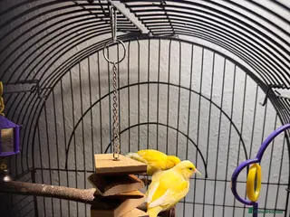 Canaries birds 2 Canaries and cage - Advert 1