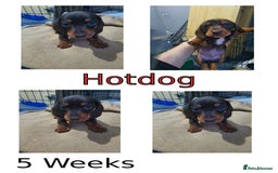 Miniature Dachshund dogs for sale: Two stunning miniature dachshunds lefts - Advert 2