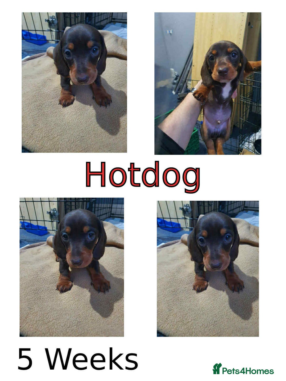 Miniature Dachshund dogs for sale: Two stunning miniature dachshunds lefts - Advert 2