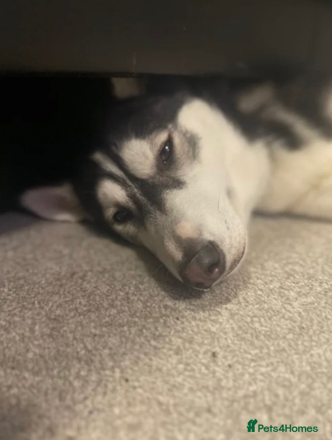 Siberian Husky dogs for sale: Siberian husky  - Advert 14