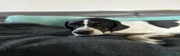 Mixed Breed dogs for adoption: Sally The Gentle Soul Waiting for Her Happy Ending in Iver - Advert 8