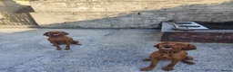 Hungarian Vizsla dogs for stud: Charlie  - Advert 3