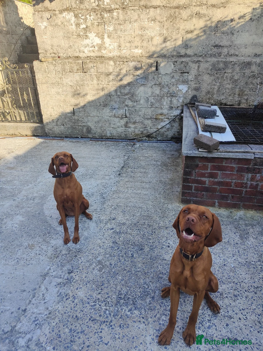 Hungarian Vizsla dogs for stud: Charlie  - Advert 3